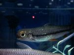 fish 